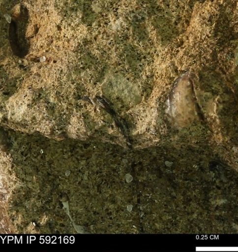 undet. Bivalvia