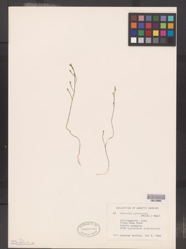 Bartonia paniculata