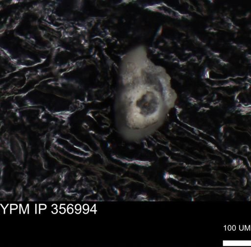 undet. Foraminiferida
