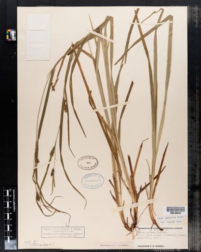 Carex grisea