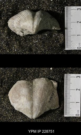 Neospirifer triplicatus gibbosus