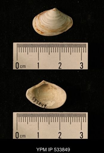 Macoma calcarea