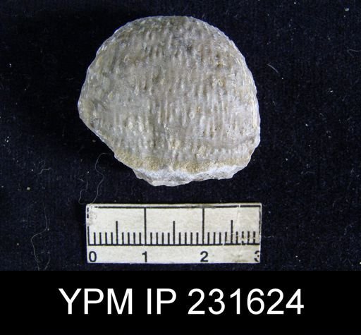 Juresania nebrascensis
