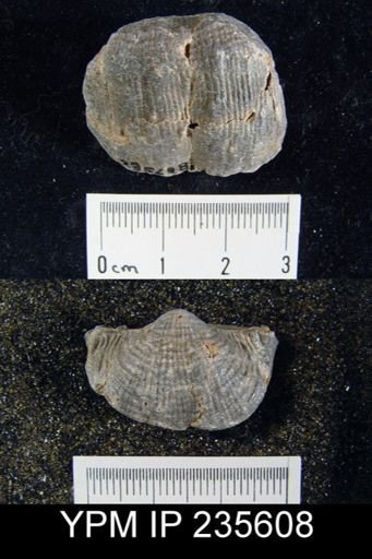 Productus sp.