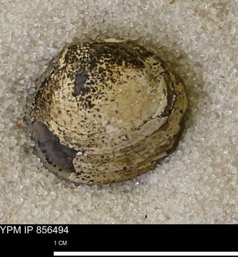 Limopsis striatopunctatus