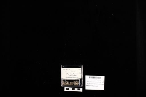 Cnemidophorus deppii