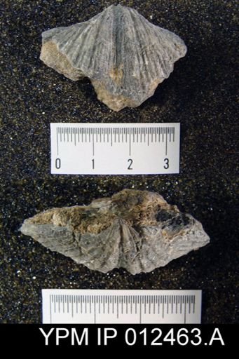 Neospirifer pseudocameratus
