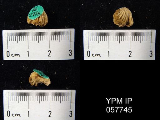 Camarotoechia transversa