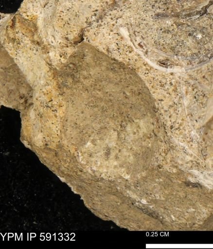 undet. Bivalvia