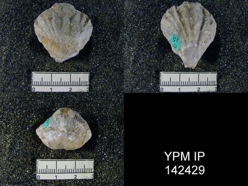 Streptorhynchus pectiniformis