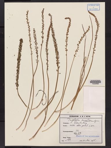 Triglochin maritimum
