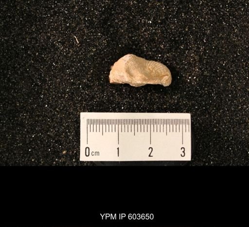Productus cf. redesdalensis