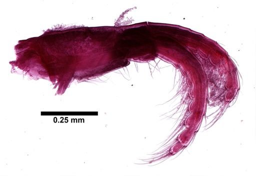 Stomatolepas elegans