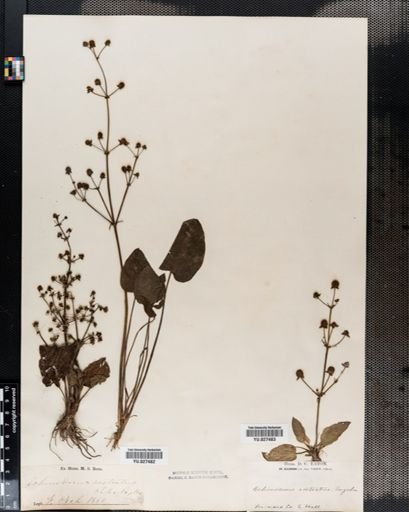 Echinodorus
