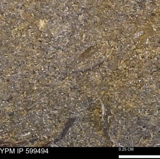 undet. Bivalvia