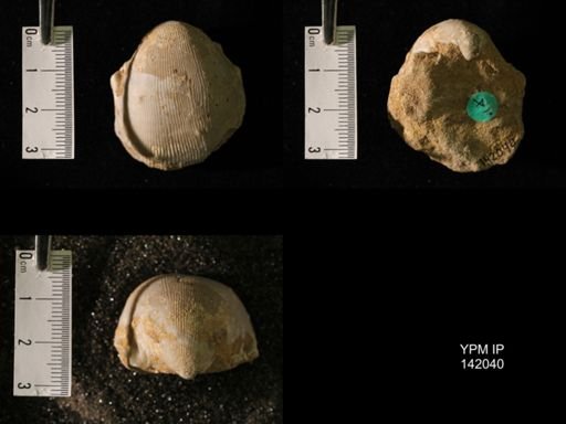 Productus (Linoproductus) lineatus