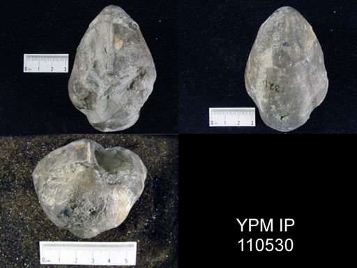 Pentamerus oblongus
