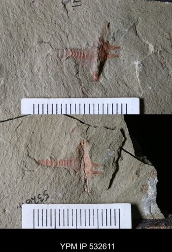 undet. Xiphosurida