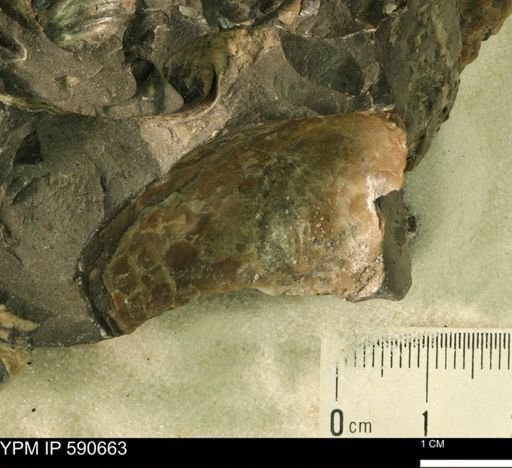 undet. Bivalvia