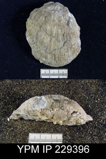 Derbya sp.