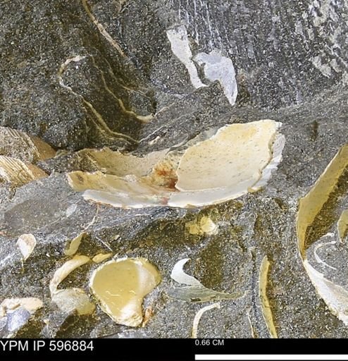 undet. Bivalvia