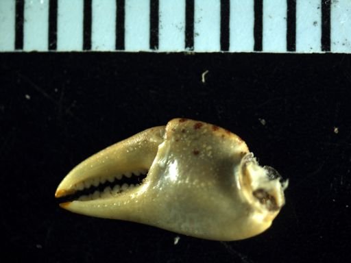 Hemigrapsus sanguineus