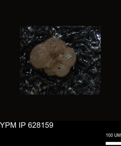 undet. Foraminiferida