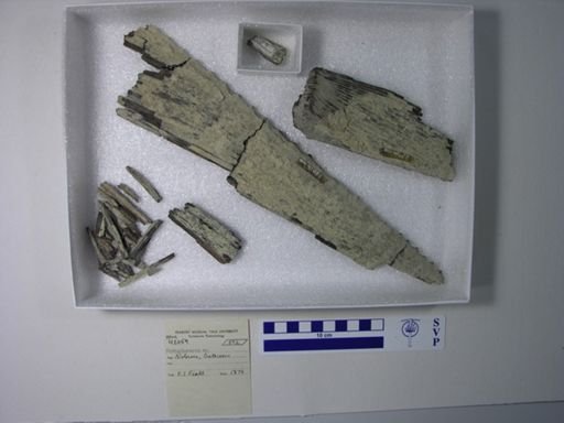 Protosphyraena sp.