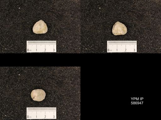 Rhynchotrema capax