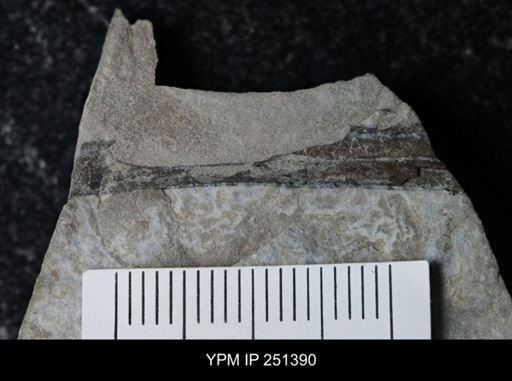 undet. Eurypterida