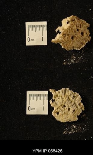 Favosites sp.