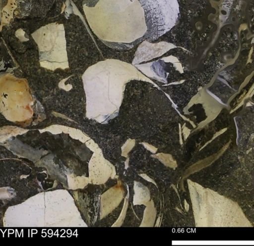 Protocardia sp.