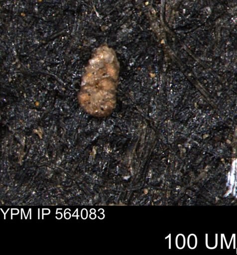 Ammobaculoides whitneyi
