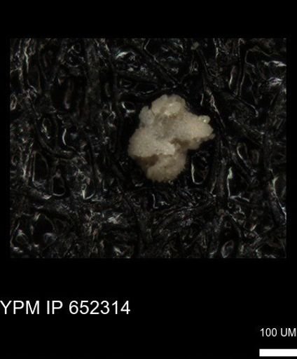 undet. Foraminiferida