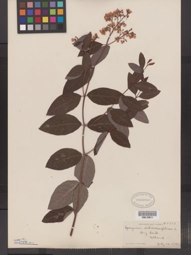 Apocynum androsaemifolium