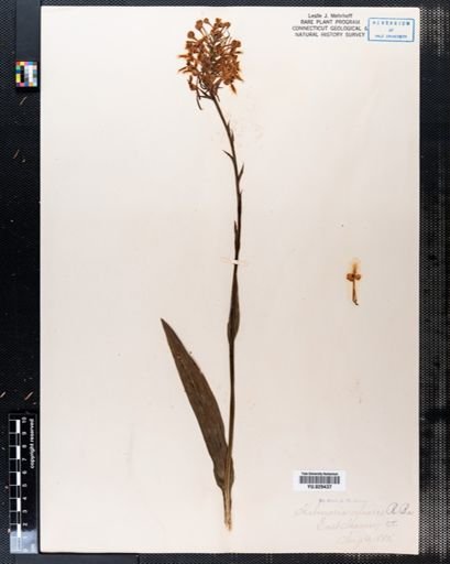 Habenaria ciliaris