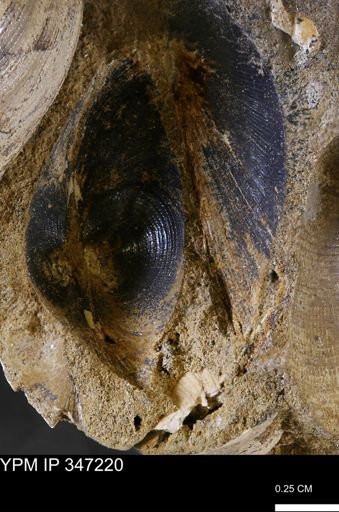 Limopsis striatopunctatus