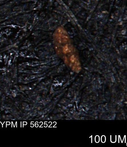 Verneuilina canadensis