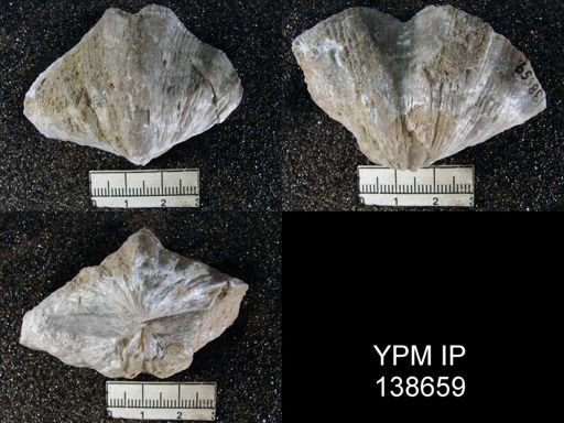 Spirifer (Neospirifer) musakheylensis
