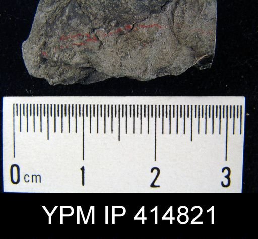 Orbiculoidea sp.