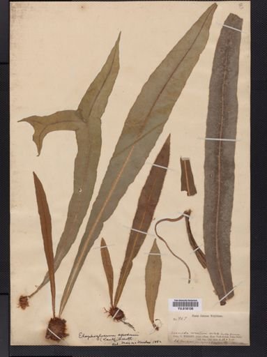 Elaphoglossum