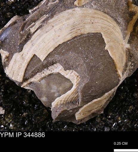 Limopsis striatopunctatus