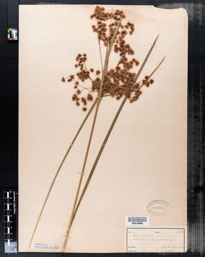 Scirpus cyperinus