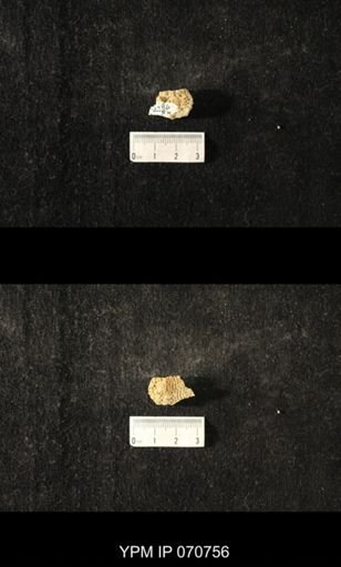 Favosites sp.