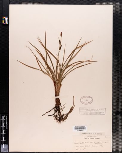 Carex bigelowii