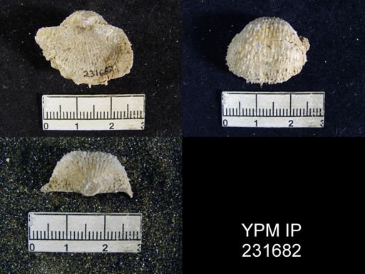 Juresania nebrascensis