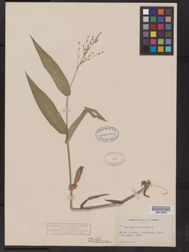 Panicum latifolium
