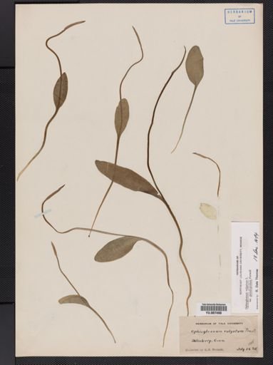 Ophioglossum vulgatum