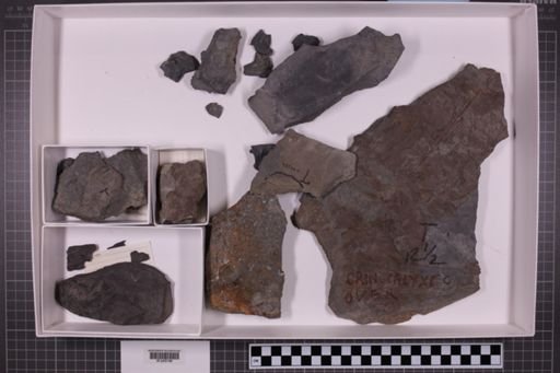 mixed taxa, stratigraphic collection