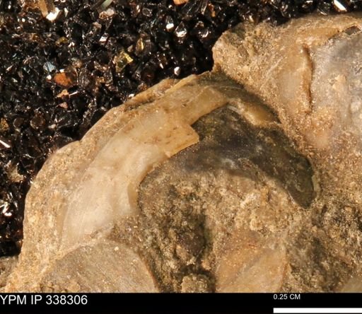 Protocardia subquadrata